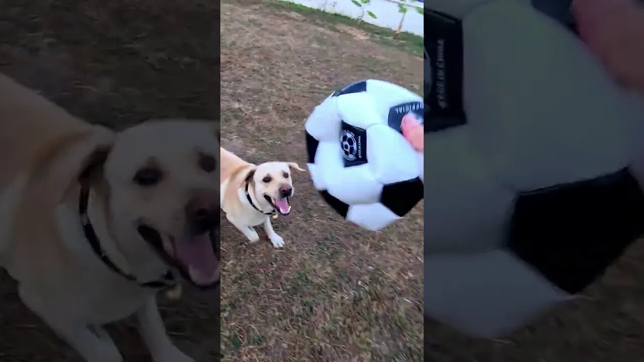 LABRADOR SOCCER #shorts