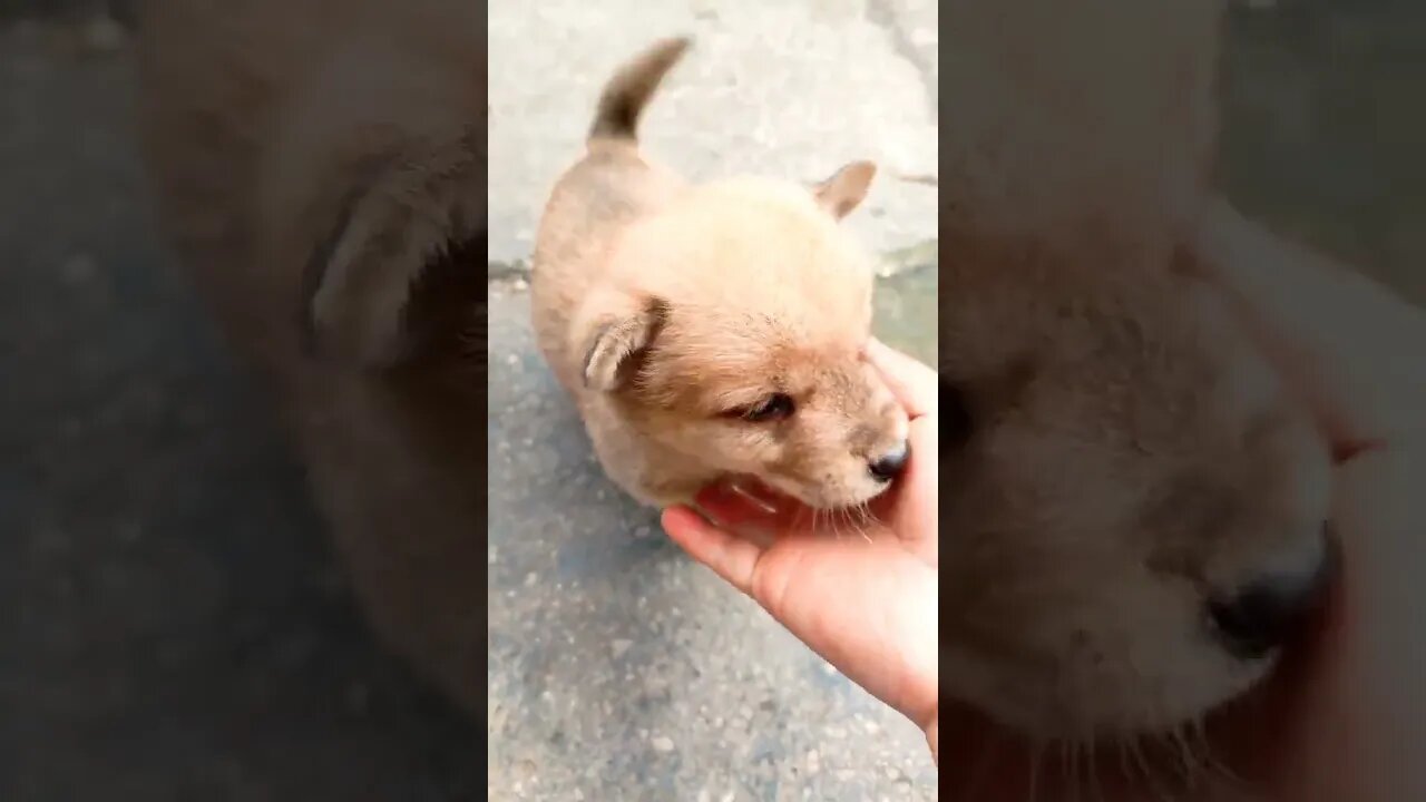 😥🐕 #shorts #doglovers #dog