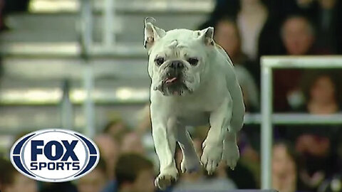 Watch FOX SPORTS' Rudy the Bulldog dominate the 2019 WKC Masters Agility course