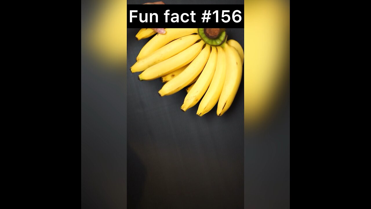 Bananas are what?