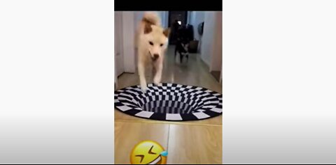 Funny Dog Training | Dog Training