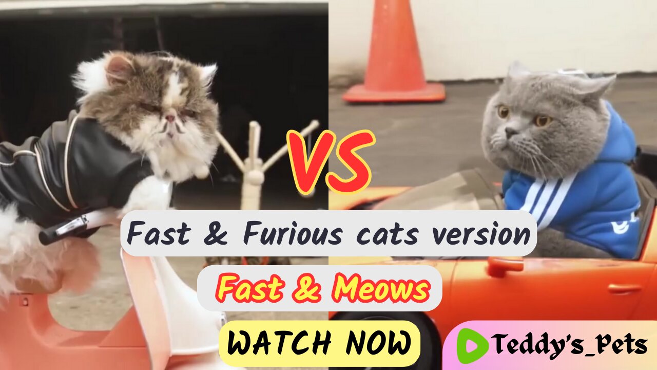 Fast & Meows
