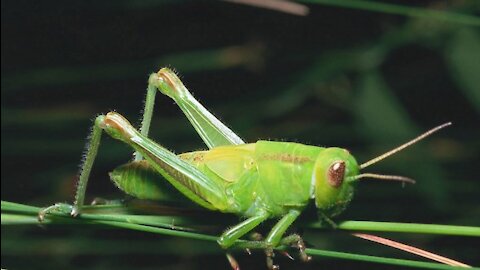 ASMR: CRICKET SOUNDS, TO RELAX, STUDY, SLEEP, MEDITATE, REST