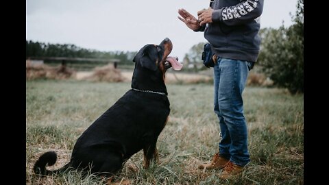 Training Guard Dog Step by Step!