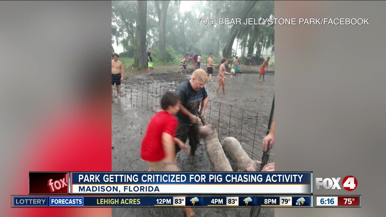 Controversy, criticism over pig scramble at park