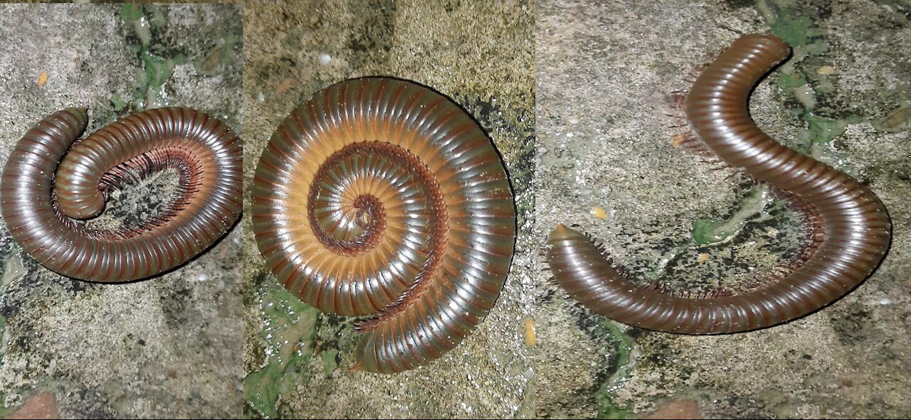 World Dangerous and Amazing millipedes Drinking Water