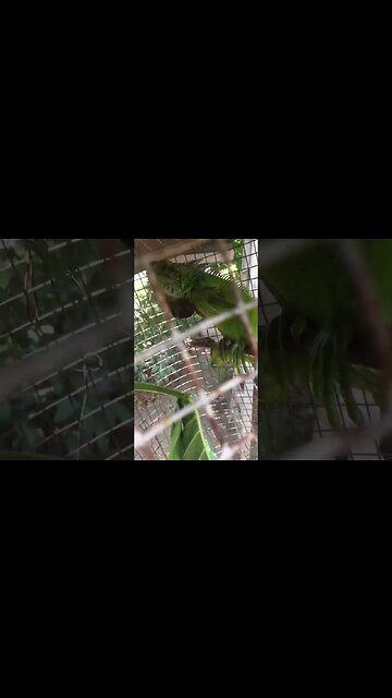 This is my Iguana I call him lime