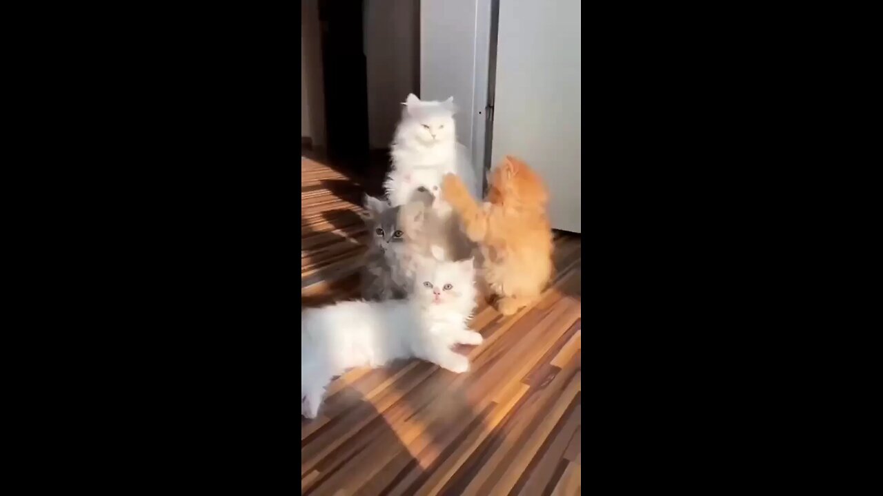 cute cats