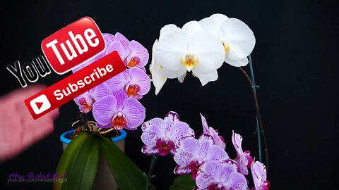 Orchid Care for Beginners