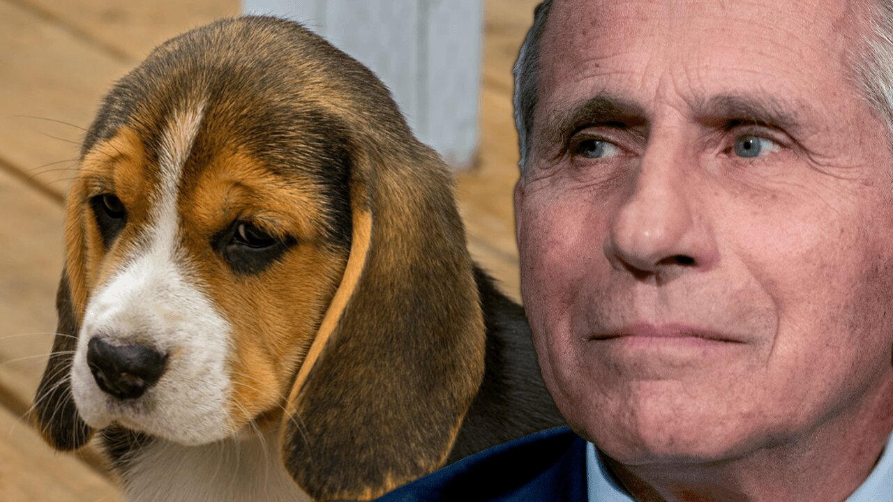 Calls to Fire Fauci Emerge over Beagle Controversy, but Not for the Lives He has Cost