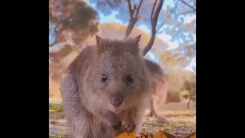 cute funny quokka- 41