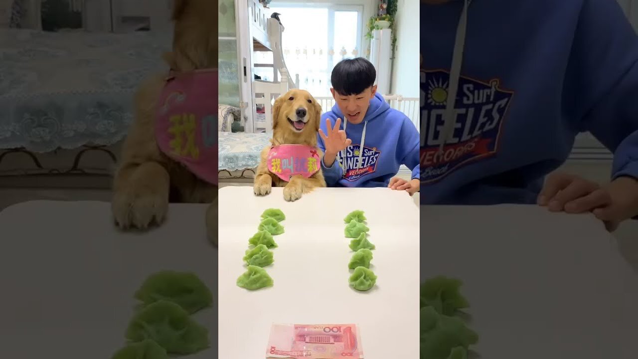 Smart animal, funny animals, animal, smart dog, funny dog, animal tiktok China