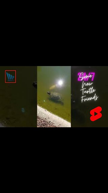 Some New Little Turtle Friends #shorts