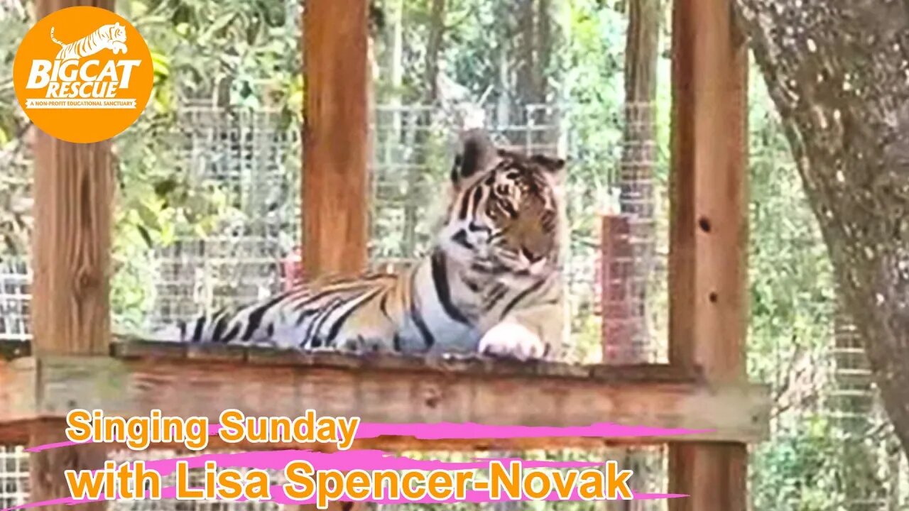 It’s Singing Sunday with Lisa and Carole singing to Jasmine tiger at BigCatRescue.org 05 28 2023