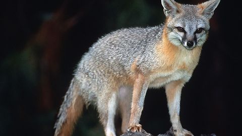 Fox attacks Vail woman. Rabies suspected.