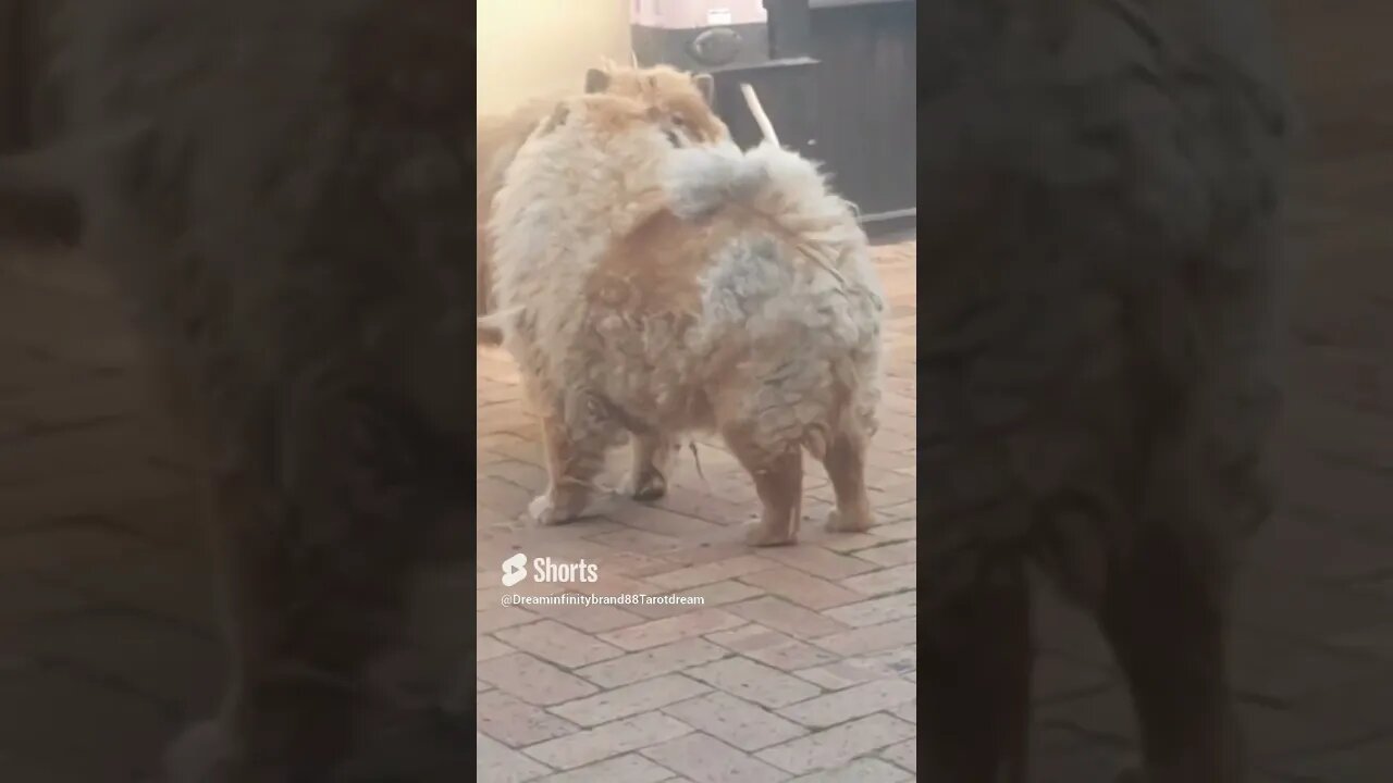 #shorts Chow Chow Dog Living in South Africa Num: 49 #chowchowpuppies #chowchowdog #southafricachows