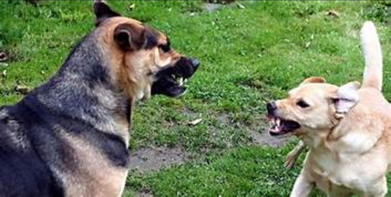 Aggressive Dog reaction to other dogs