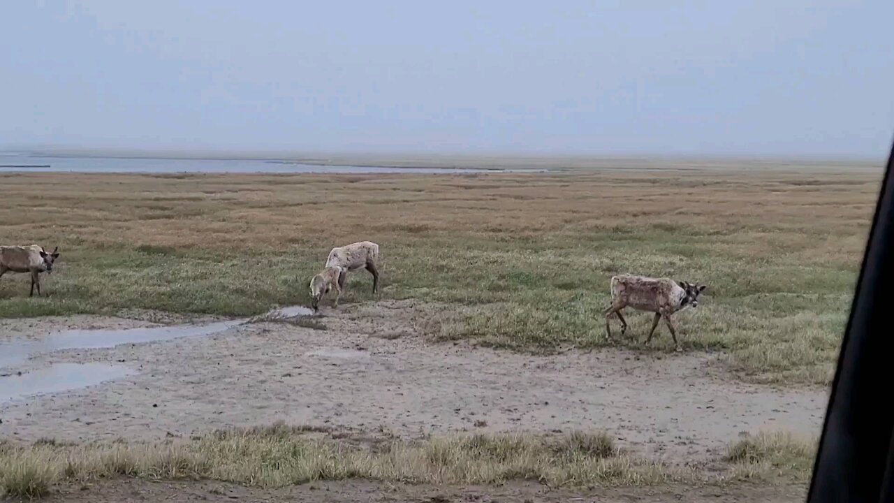 Alaska Animals