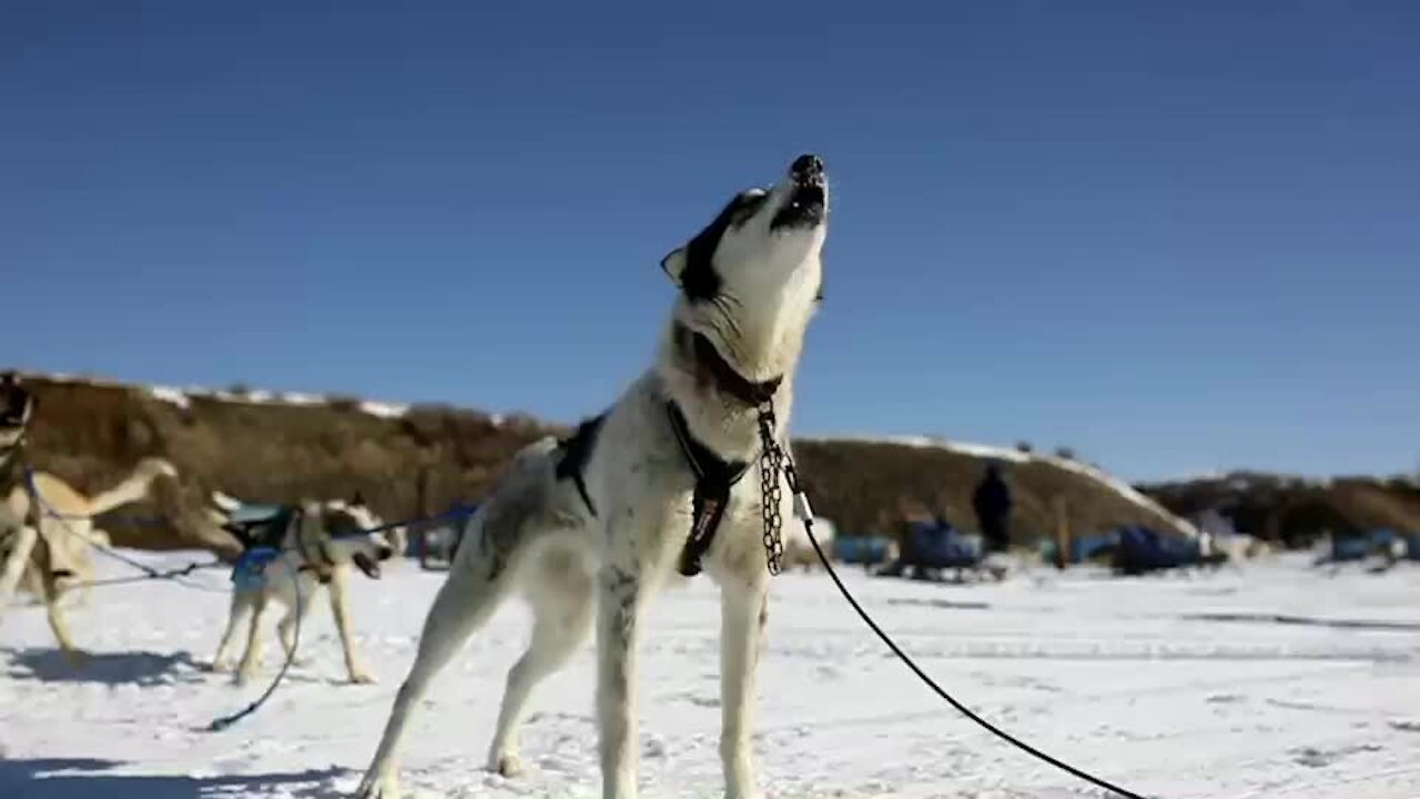 Learn how to drive your own dog sled team at Grizzle-T Dog and Sled Works