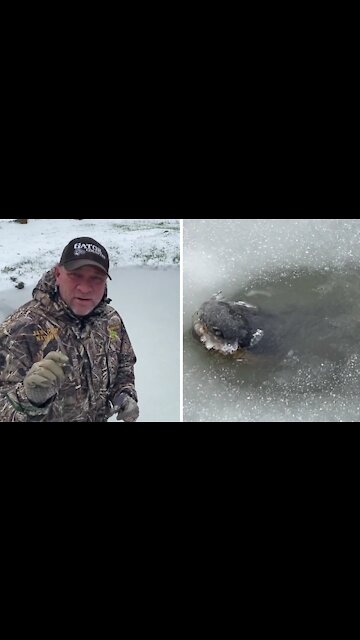 This is how the American Alligator survives in freezing temperatures