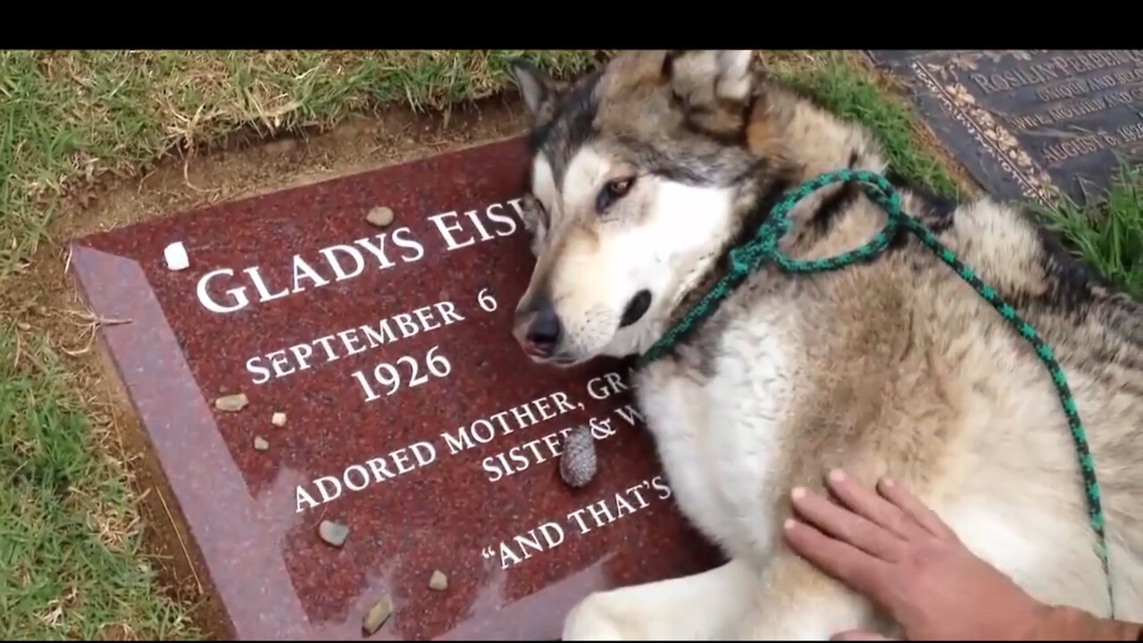 Heartwarming, crying Huskey on the tombstone