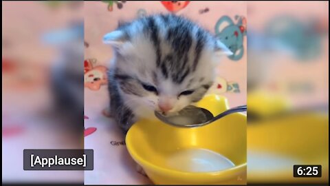 Baby Cats - Cute and Funny Baby Cat Videos Compilation