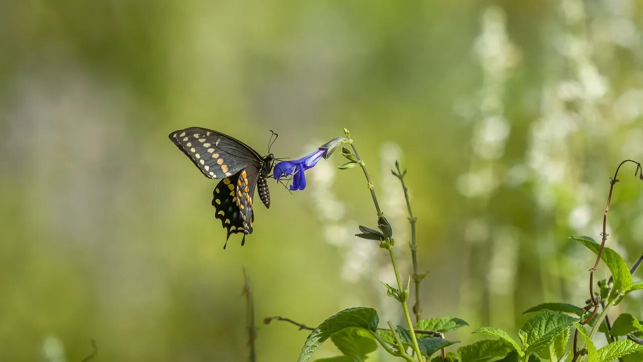 Black Swallowtail on Salvia, Sony A1/Sony Alpha1, 4k Frame Animation