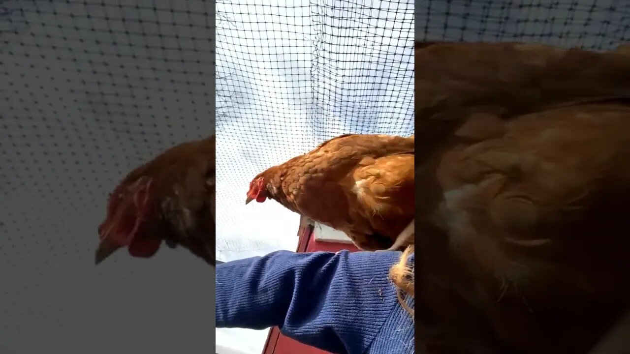 This chicken needs fried! Not really. She is a sweetheart
