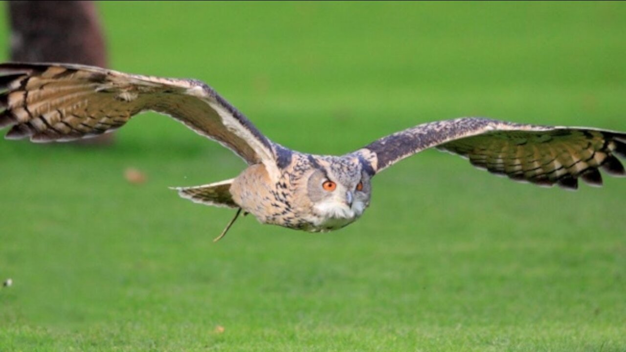 Owls are Funny, Cute and just plain Awesome.