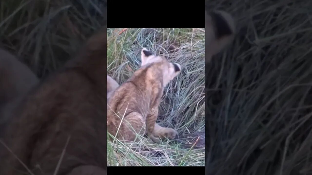 Cute Lion Cubs Playing Around