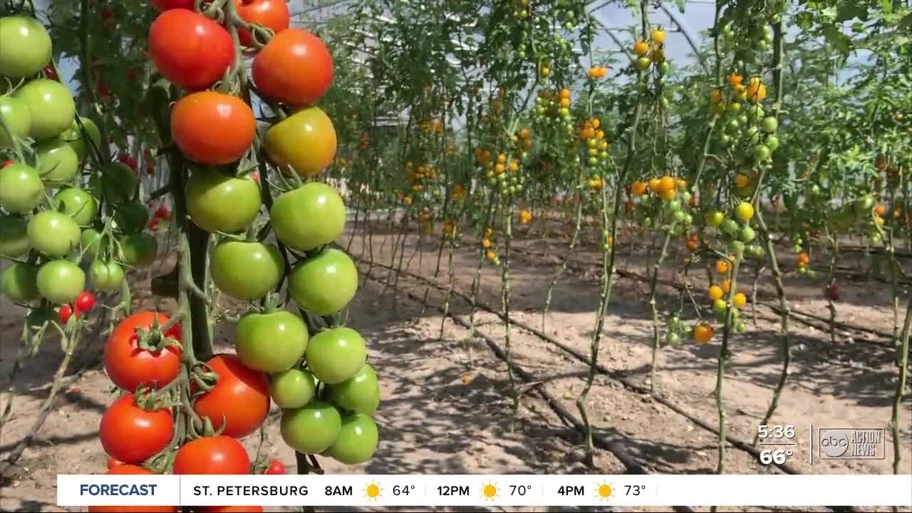 Meacham Urban Farm offers options and education in downtown Tampa's food desert