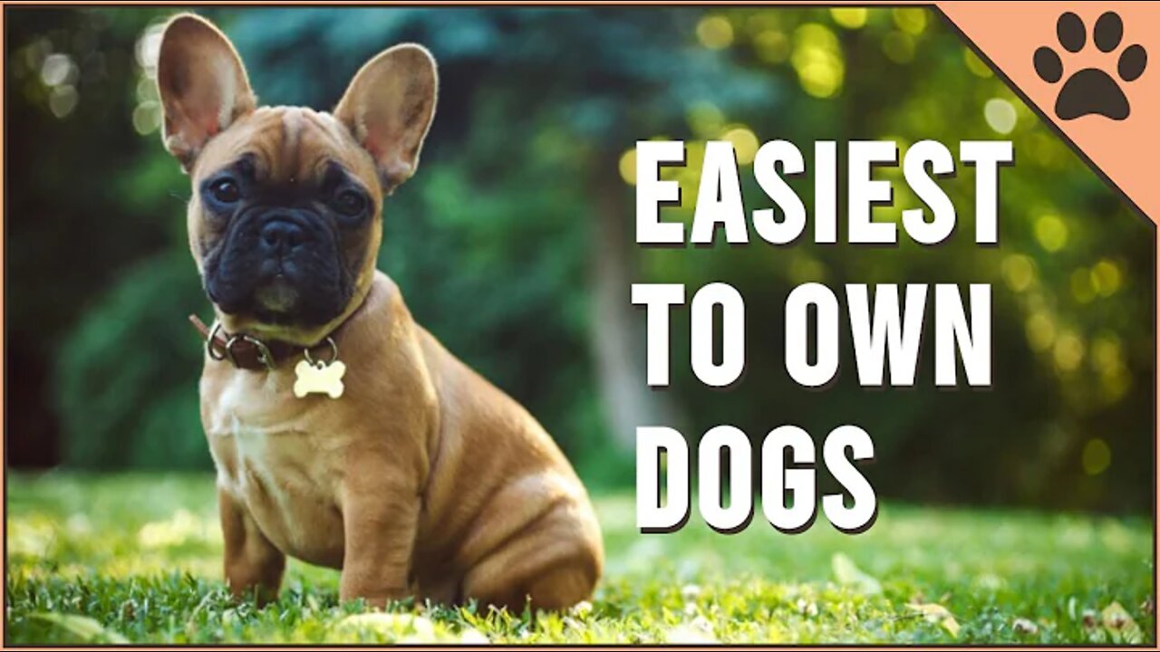 EASIEST TO OWN DOG'S