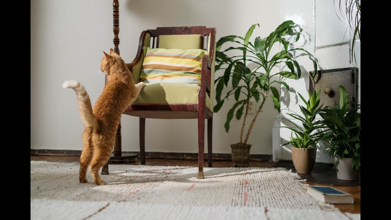 A Cute Cat Looking Around