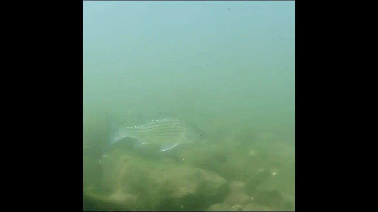 shad in the river and white bass