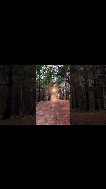 See the Forest Through the Trees 🌳#deep