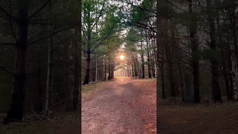 See the Forest Through the Trees 🌳#deep