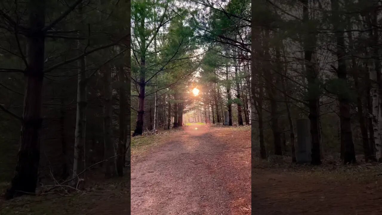 See the Forest Through the Trees 🌳#deep