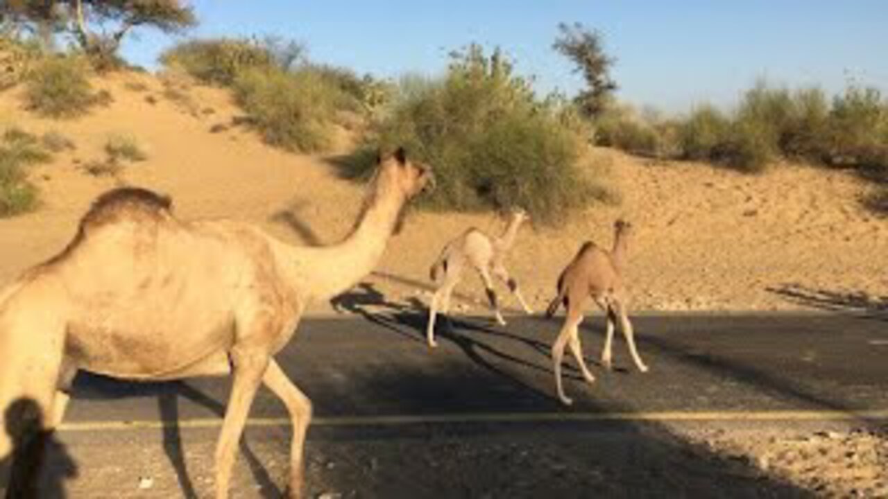 camel with two camel baby