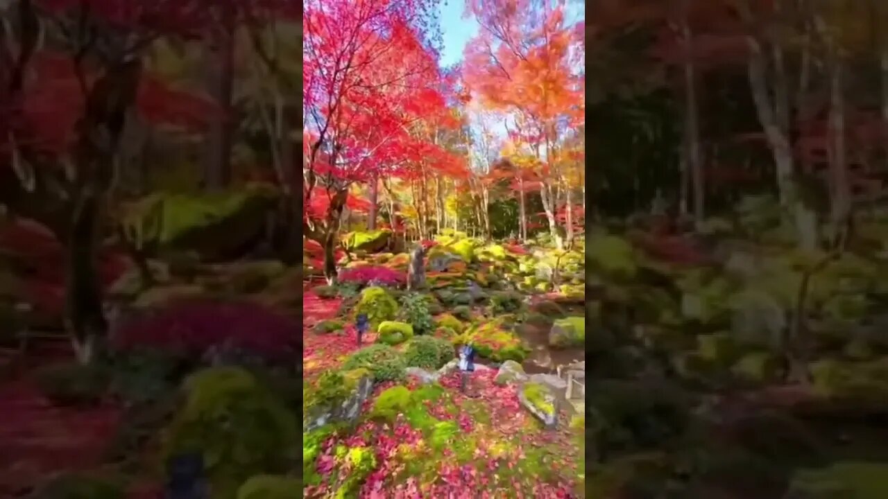 Autumn in Japan, the leaves of the trees turn vibrant colors