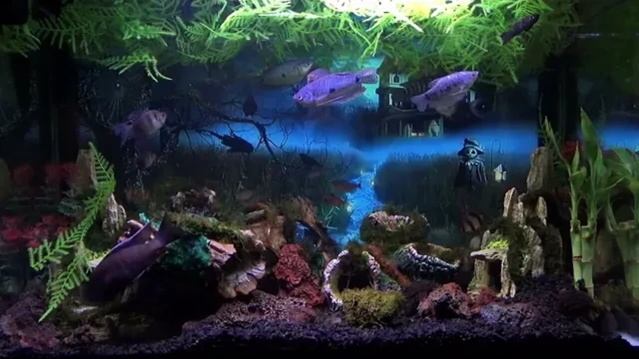 Relaxing Halloween Fish Tank