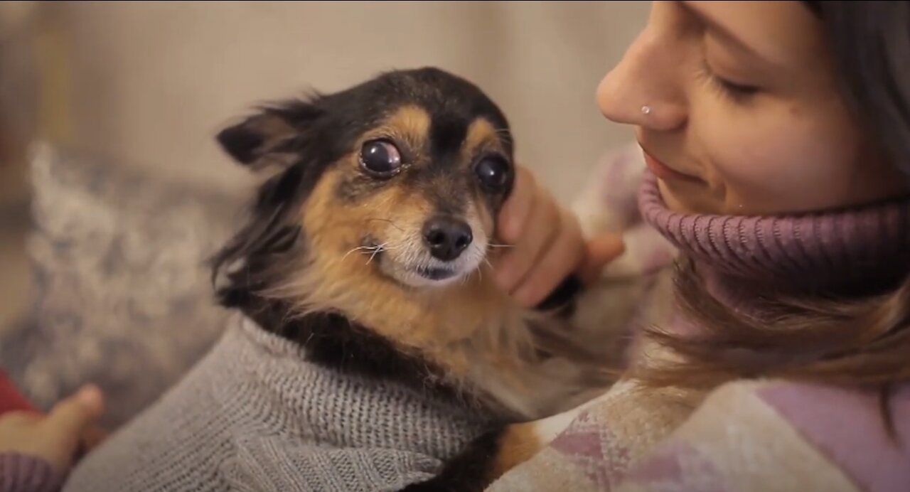 The TOP 10 Essential Commands Every Dog Should Know!