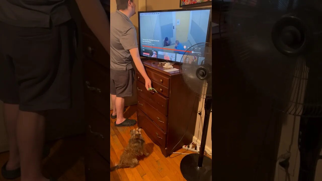 She’s doing it again. #Dogs #Cute #Shorts #Trending.