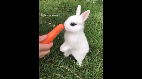 Best funny animal videos 2024