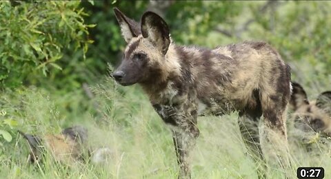 African wild dog