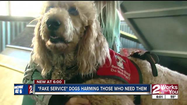 Fake service dogs harming those who need them