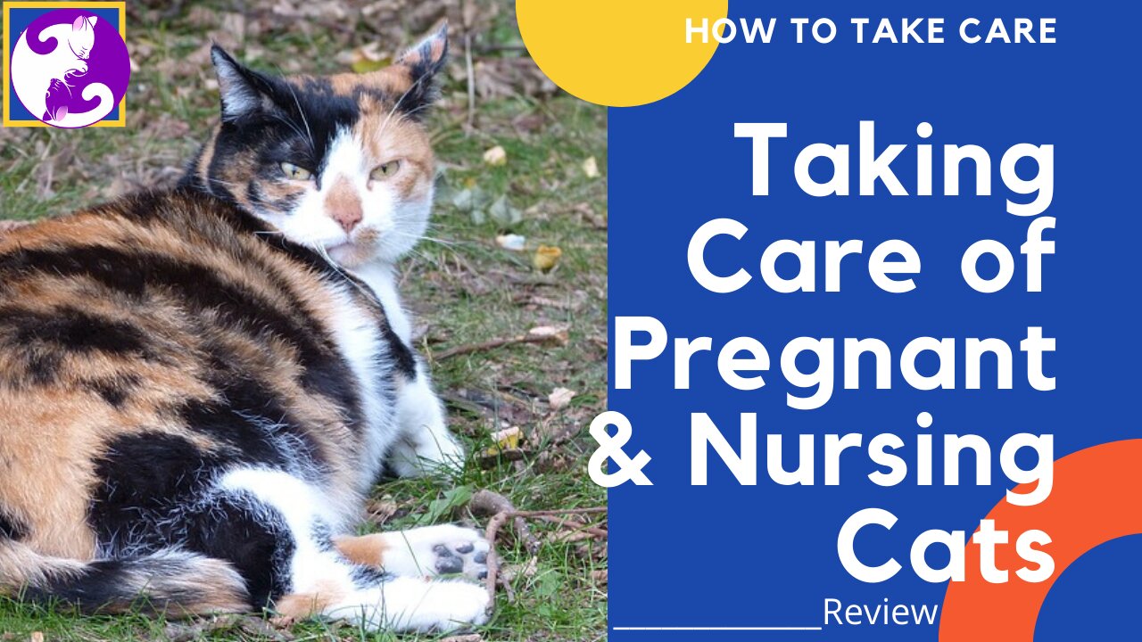 How To Take Care Of Pregnant & Nursing Cats