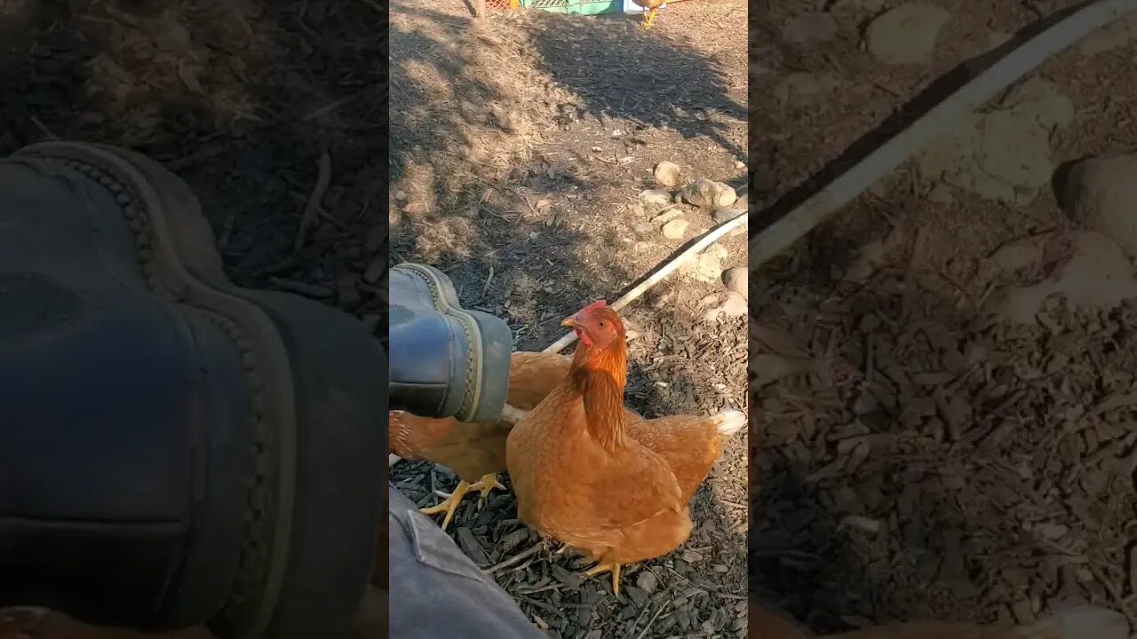 Chickens ABSOLUTELY love FODDER TREES! #homesteading #permaculture #farm #chickens