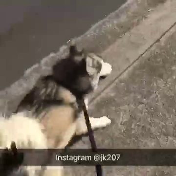 Overly-excited Malamute literally screams during walk time