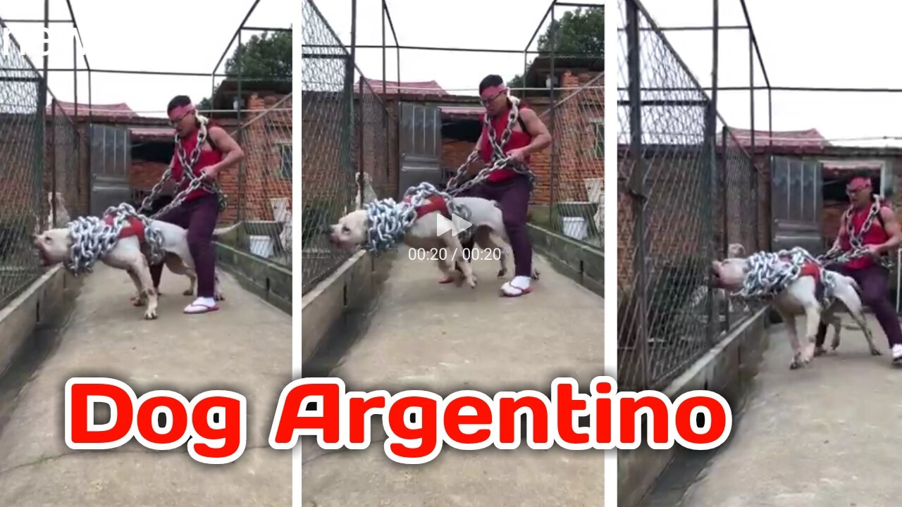 Dog Argentino - muscular strength and terrifying aggression