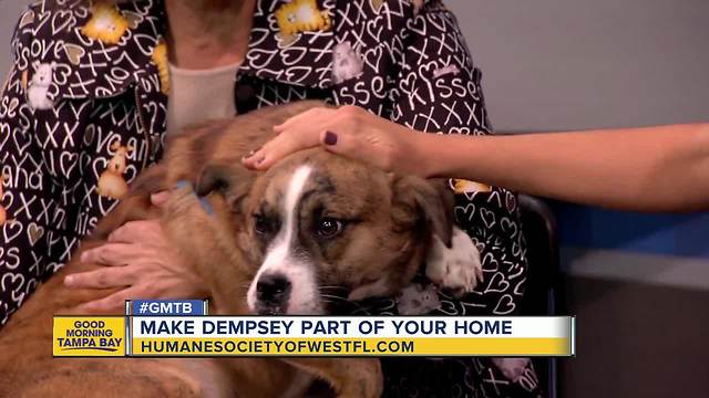 Feb. 3 Rescues in Action: Make Dempsey part of your family